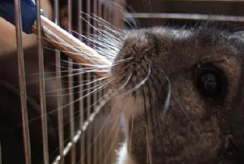 家庭饲养龙猫的注意事项