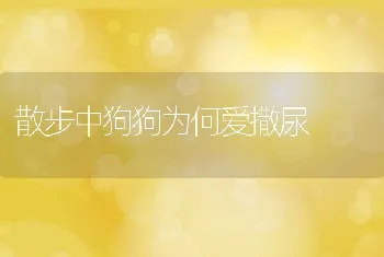 散步中狗狗为何爱撒尿