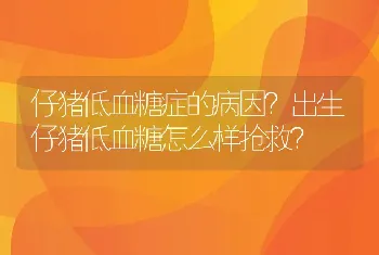 仔猪低血糖症的病因？出生仔猪低血糖怎么样抢救？