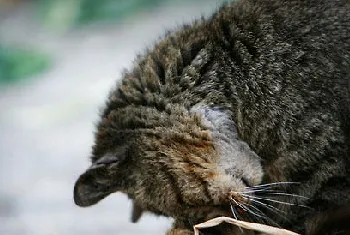 不要让你的猫咪四处捡食