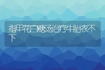 指甲花白糖汤治疗牛胎衣不下