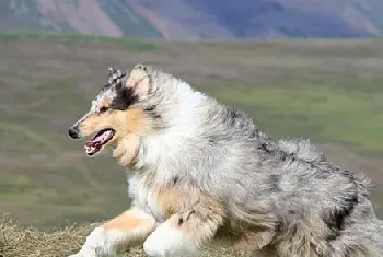 苏格兰牧羊犬的来历介绍