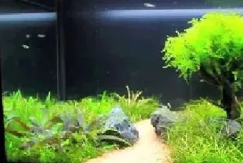 鱼缸水草种植步骤及注意事项