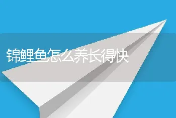 锦鲤鱼怎么养长得快