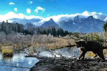 美国“冒险猫”布玛跋山涉水走遍美国著名景点