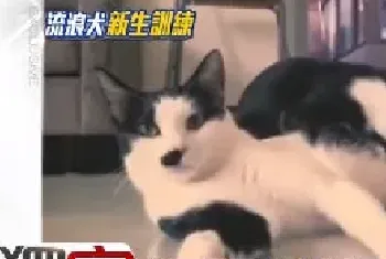 “等一个人猫咪”近期状况它怀孕了