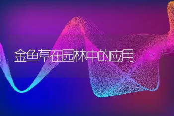 金鱼草在园林中的应用