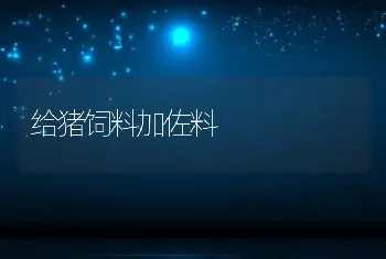 给猪饲料加佐料