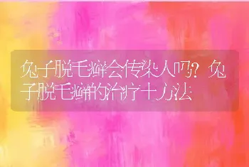 兔子脱毛癣会传染人吗？兔子脱毛癣的治疗土方法