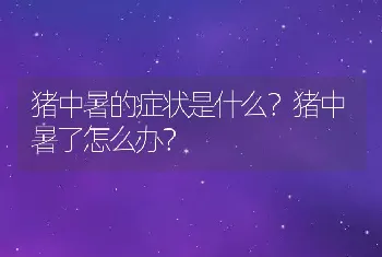 猪中暑的症状是什么？猪中暑了怎么办？