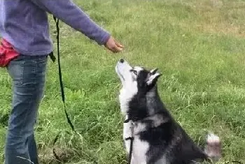 犬行为学|主人如何在狗狗面前树立权威