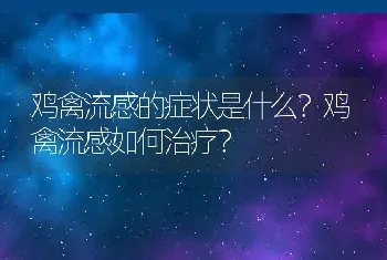 鸡禽流感的症状是什么？鸡禽流感如何治疗？