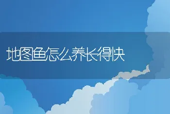 地图鱼怎么养长得快