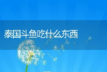 泰国斗鱼吃什么东西