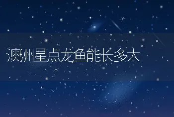 澳洲星点龙鱼能长多大