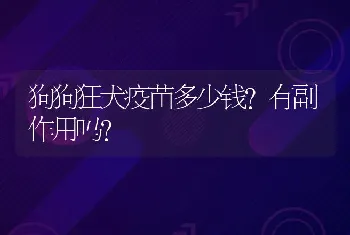 狗狗狂犬疫苗多少钱？有副作用吗？