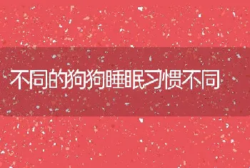 不同的狗狗睡眠习惯不同