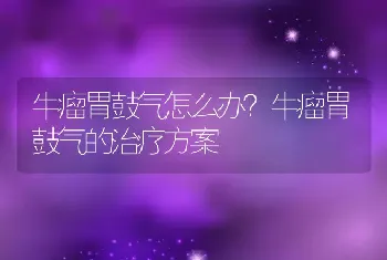 牛瘤胃鼓气怎么办？牛瘤胃鼓气的治疗方案