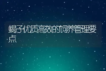 蝎子优质高效的饲养管理要点