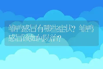 雏鸭感冒有哪些症状？雏鸭感冒该如何防治？