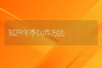 狐狸冬季饲养方法