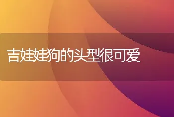 吉娃娃狗的头型很可爱