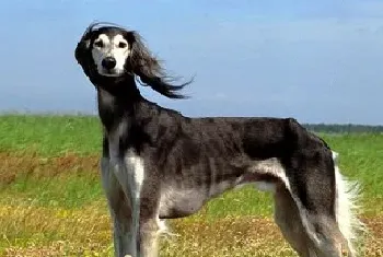 萨路基猎犬资料介绍_萨路基猎犬图片大全_萨路基猎犬饲养方法