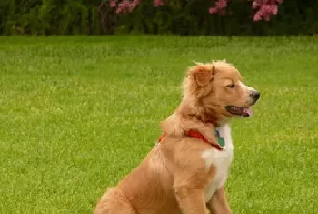 新斯科舍猎鸭寻猎犬资料介绍_新斯科舍猎鸭寻猎犬图片大全_新斯科舍猎鸭寻猎犬饲养方法