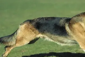 德牧/德国牧羊犬资料介绍_德牧/德国牧羊犬图片大全_德牧/德国牧羊犬饲养方法