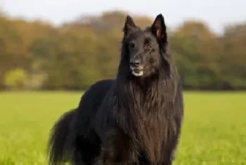 西帕基犬资料介绍_西帕基犬图片大全_西帕基犬饲养方法