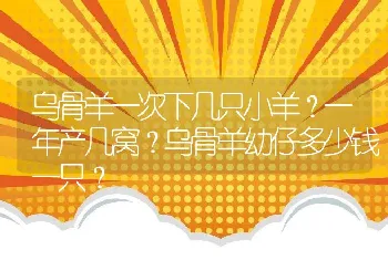 乌骨羊一次下几只小羊？一年产几窝？乌骨羊幼仔多少钱一只？