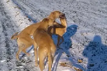 细犬和灵缇有什么区别|性格_图片