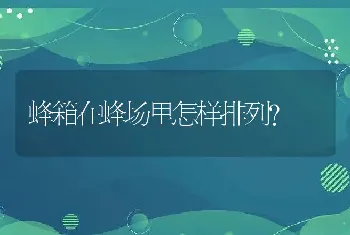 蜂箱在蜂场里怎样排列？