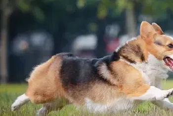 瑞典柯基犬资料介绍_瑞典柯基犬图片大全_瑞典柯基犬饲养方法