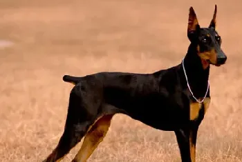 德国杜宾犬资料介绍_德国杜宾犬图片大全_德国杜宾犬饲养方法