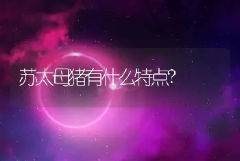 苏太母猪有什么特点?