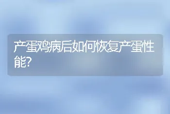 产蛋鸡病后如何恢复产蛋性能？