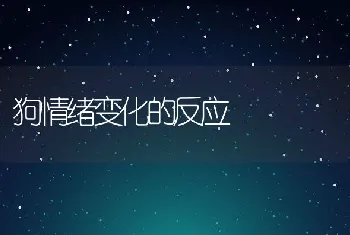 狗情绪变化的反应