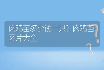 肉鸡苗多少钱一只？肉鸡苗图片大全