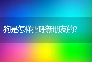 狗是怎样招呼新朋友的?