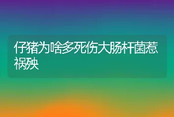 仔猪为啥多死伤大肠杆菌惹祸殃