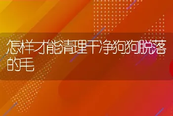 怎样才能清理干净狗狗脱落的毛