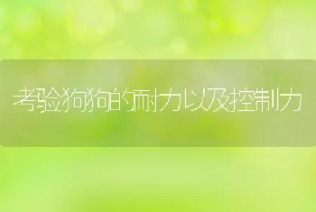 考验狗狗的耐力以及控制力