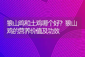 狼山鸡和土鸡哪个好？狼山鸡的营养价值及功效