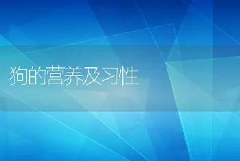 狗的营养及习性