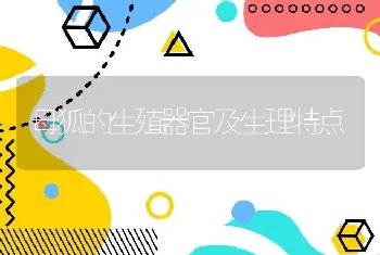 母狐的生殖器官及生理特点