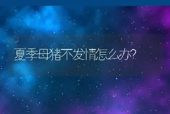 夏季母猪不发情怎么办？