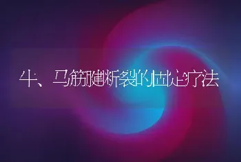 牛、马筋腱断裂的固定疗法