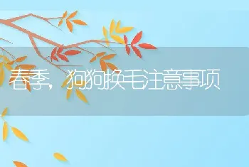 春季，狗狗换毛注意事项