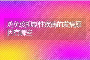 鸡免疫抑制性疾病的发病原因有哪些